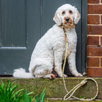 A fluffy, white poodle mix sits patiently by a black door, its leash, a handmade Racer Lead - Wilbur, tied to the doorknob, perhaps waiting for its owner to return or start.