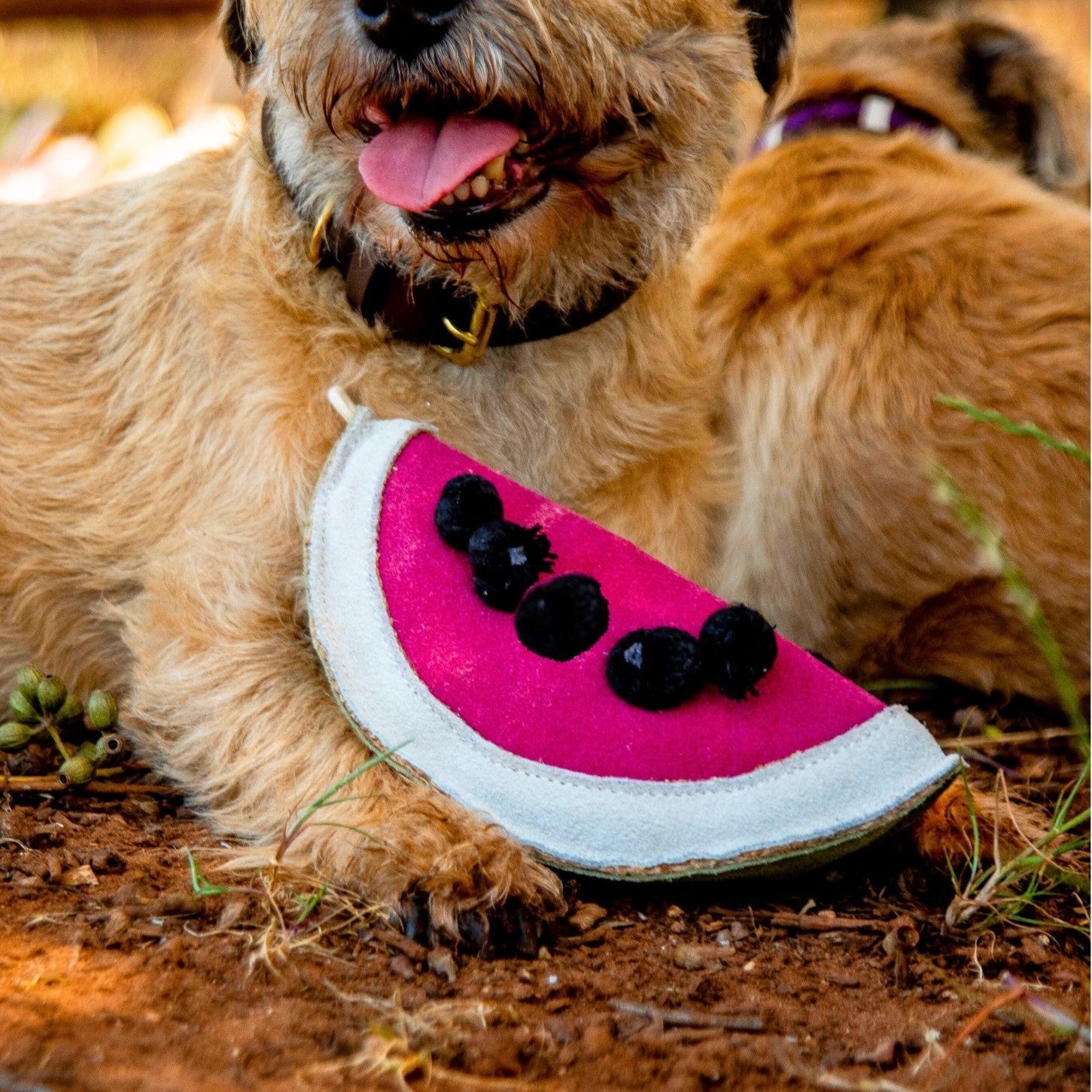 A small, tan dog with a natural black collar made from vegetable tanned buffalo leather lies on reddish dirt next to Wendy the Watermelon Dog Toy by Georgie Paws, a plush slice decorated with black dots. The dog's mouth is open, showing its tongue, while another dog is partially visible in the background.