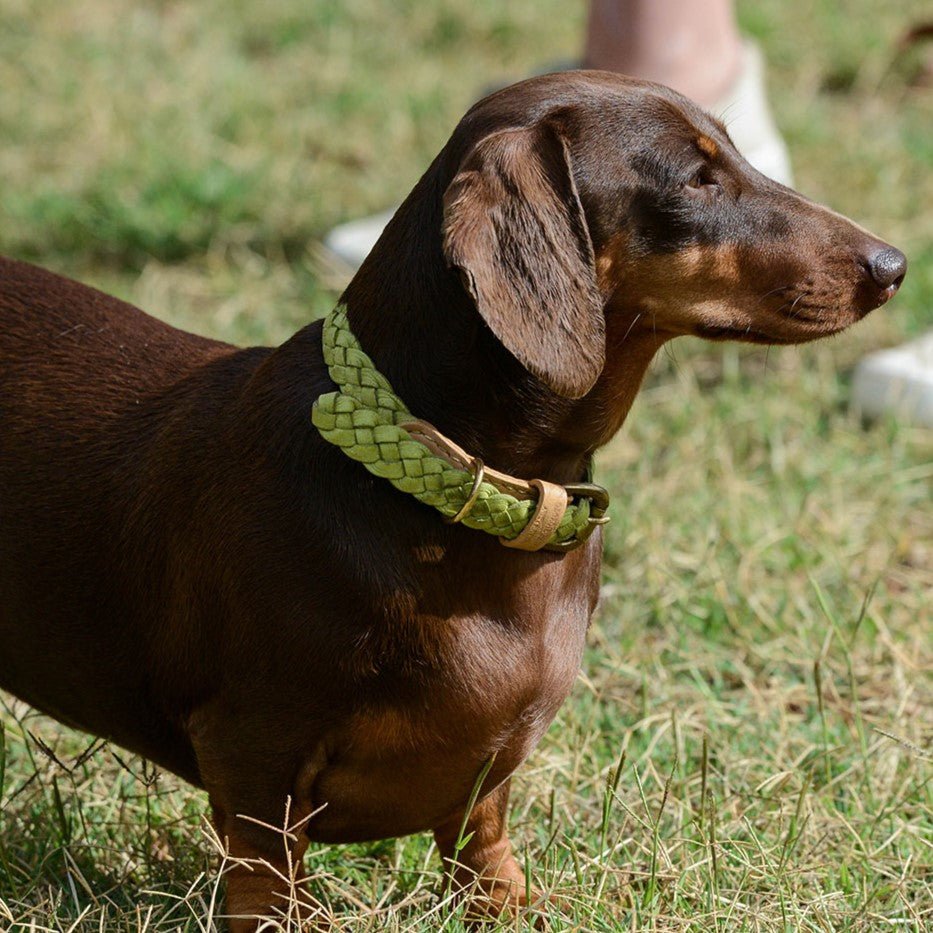 A brown dachshund with eyes closed, enjoying the sun, stands on grass wearing the Georgie Paws Windsor Collar in Pear Green. Blurred human legs and white shoes are visible in the background.