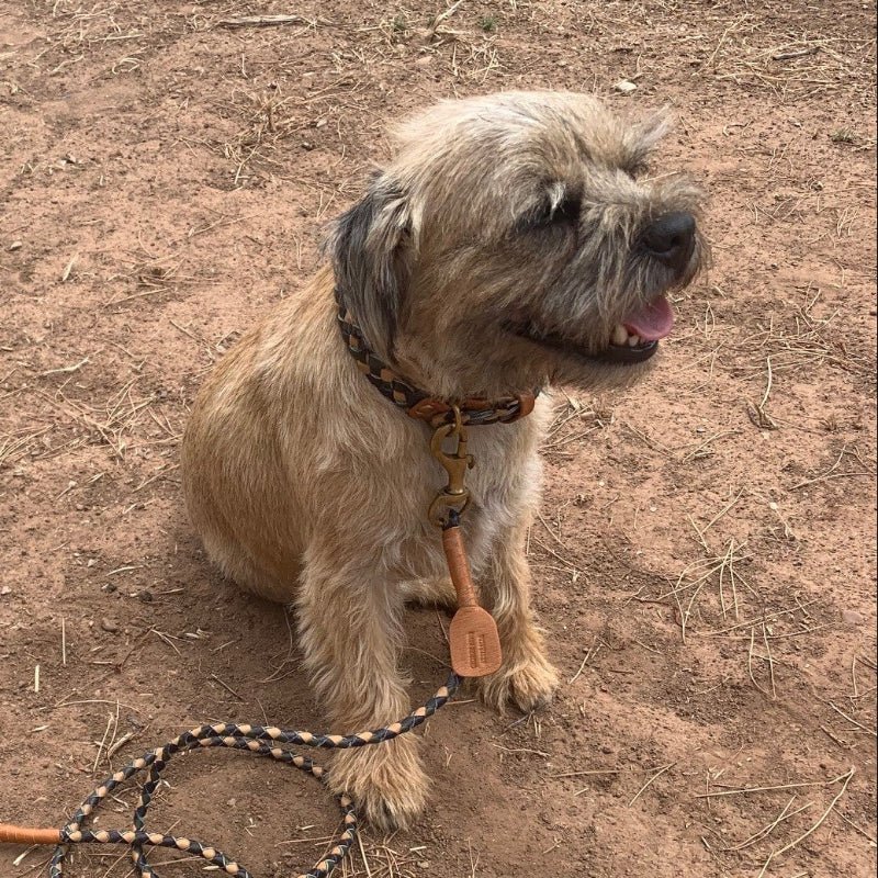 Another view of the Windsor Dog Collar in Bushland by Georgie Paws